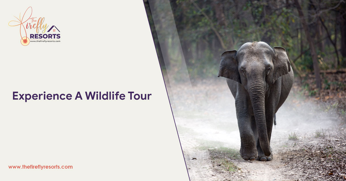 Experience A Wildlife Tour
